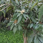 Garden House Σπίτι διακοπών *