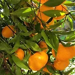 Garden House Σπίτι διακοπών Αμάρυνθος