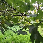 Σπίτι διακοπών Garden House Αμάρυνθος