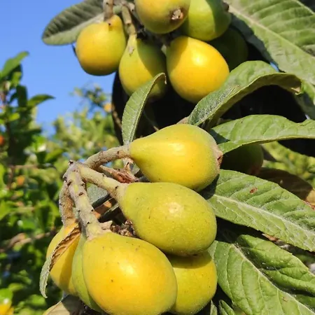 Feriehus Garden House Amarynthos