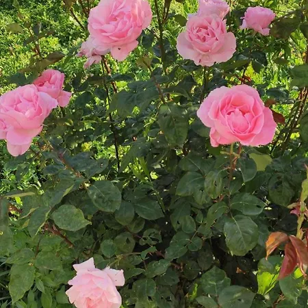 Garden House Feriehus *