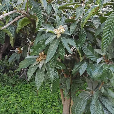 Garden House Feriehus *