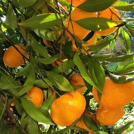 Garden House Feriehus Amarynthos
