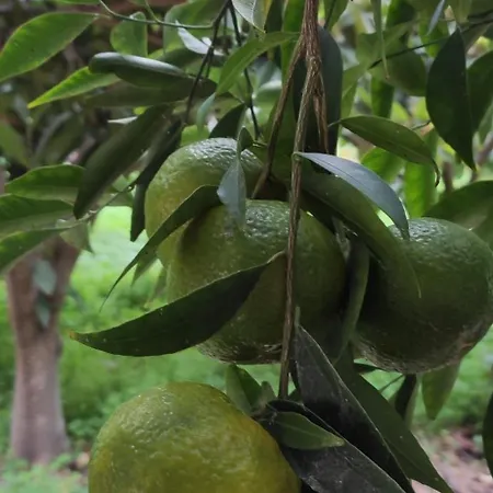 Garden House Feriehus Amarynthos