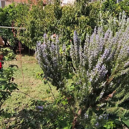 Garden House Feriehus