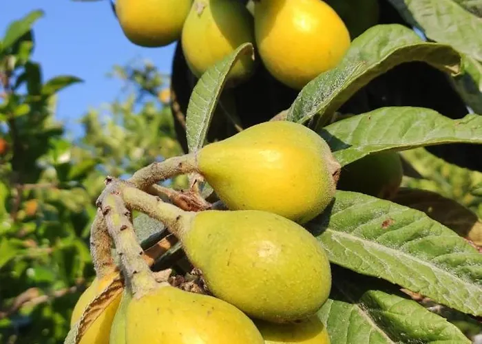 Hébergement de vacances Garden House Amarynthos