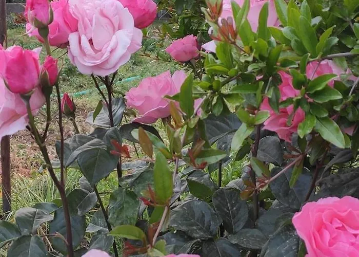 Garden House Hébergement de vacances