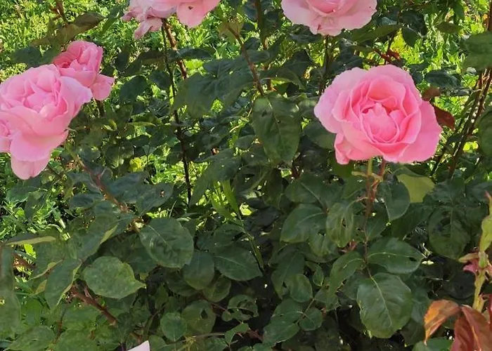 Garden House Hébergement de vacances *