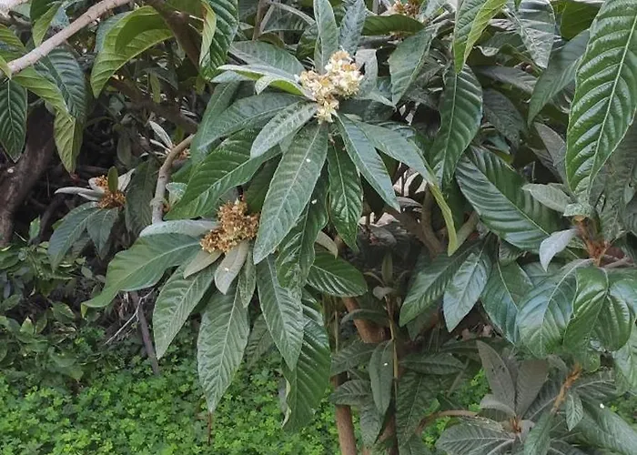 Garden House Hébergement de vacances *