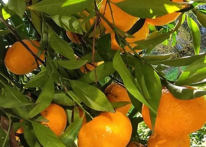 Garden House Hébergement de vacances Amarynthos