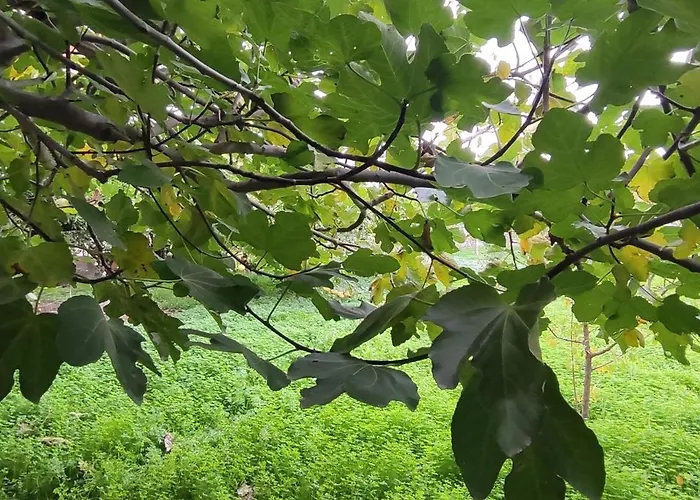 Hébergement de vacances Garden House Amarynthos