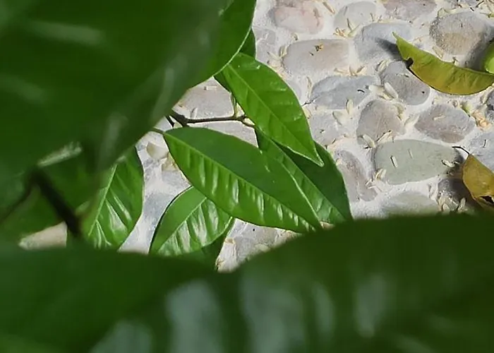 Hébergement de vacances Garden House